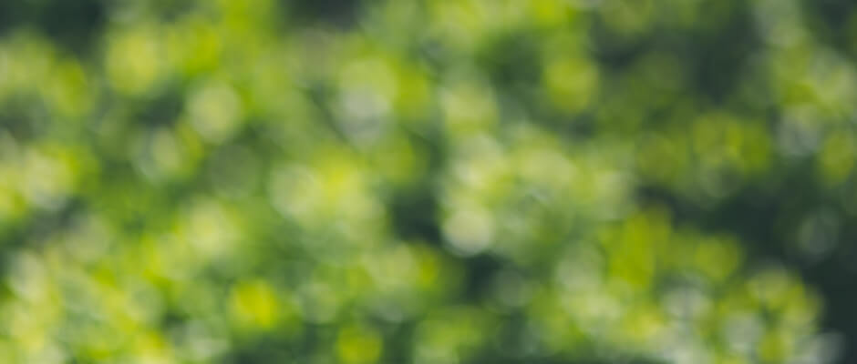 創造の森
